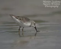 Foto: Kleinste strandloper [Calidris minutilla] Sanibel island Florida USA (okt2013) 